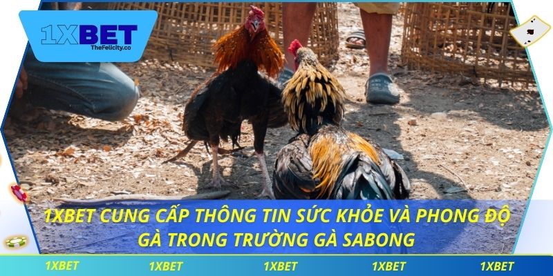 Trường Gà Sabong - Kết Nối Người Chơi Với Trận Đấu Trực Tiếp 1xbet cung cấp thông tin sức khỏe và phong độ gà trong trường gà sabong
