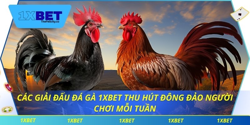 Các giải đấu đá gà 1xbet thu hút đông đảo người chơi mỗi tuần
