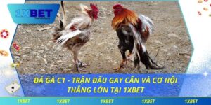 Đá Gà C1 - Trận Đấu Gay Cấn Và Cơ Hội Thắng Lớn Tại 1xbet