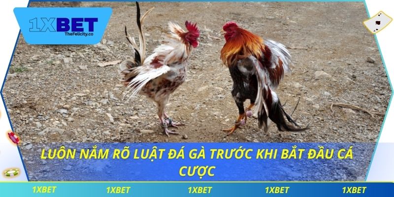 Hiểu Luật Đá Gà Để Đặt Cược Thông Minh Và Linh Hoạt Luôn nắm rõ luật đá gà trước khi bắt đầu cá cược
